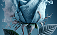 一朵冰蓝色的玫瑰，带有淡淡的冰霜